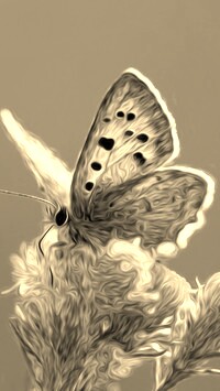 Szary + Sepia