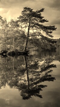 Sepia