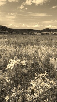 Szary + Sepia