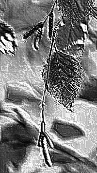 Skamielina