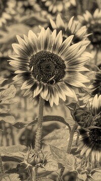 Sepia
