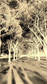 Sepia + Negatyw