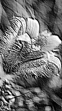Skamielina