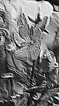 Skamielina