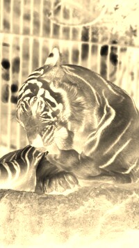 Sepia + Negatyw