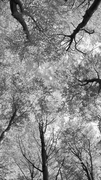 Szary