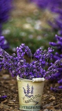 Oryginalny obrazek