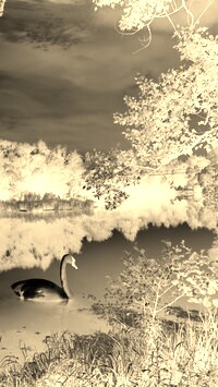 Sepia + Negatyw