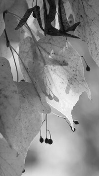 Szary