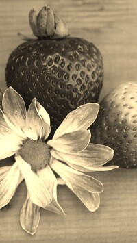 Szary + Sepia