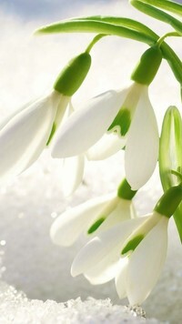 Oryginalny obrazek