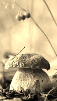 Szary + Sepia