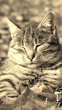 Szary + Sepia