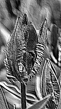 Skamielina