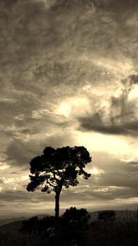 Szary + Sepia