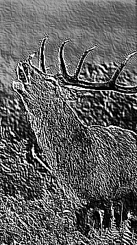 Skamielina