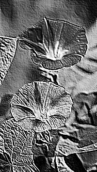 Skamielina
