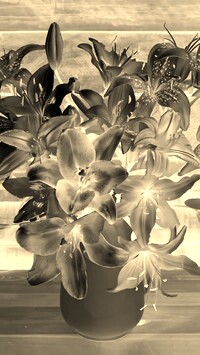 Sepia + Negatyw