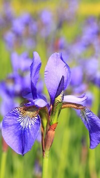 Oryginalny obrazek