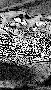Skamielina