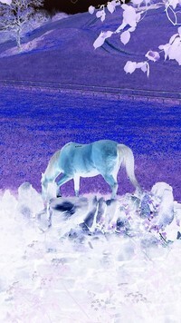 Negatyw