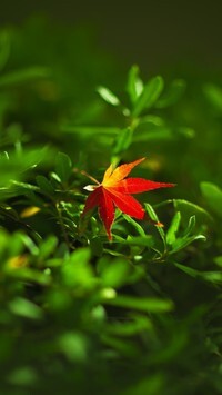 Oryginalny obrazek