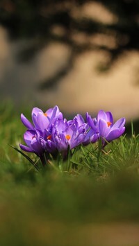 Oryginalny obrazek