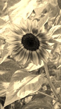 Szary + Sepia