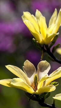 Oryginalny obrazek