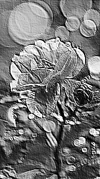 Skamielina