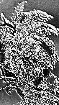 Skamielina
