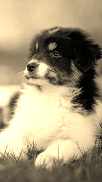Szary + Sepia