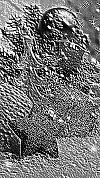 Skamielina