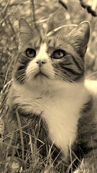 Szary + Sepia