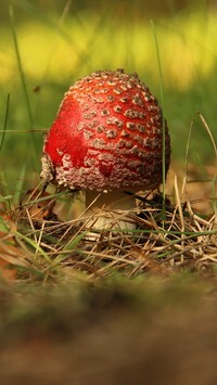 Oryginalny obrazek