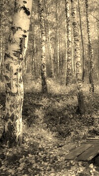 Szary + Sepia