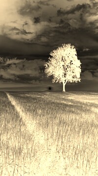 Sepia + Negatyw