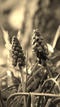 Szary + Sepia