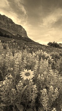 Szary + Sepia
