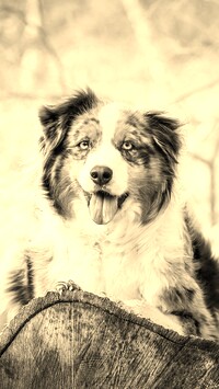 Szary + Sepia