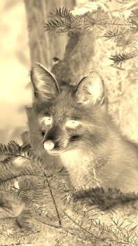 Sepia + Negatyw