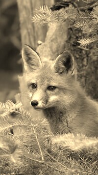 Sepia