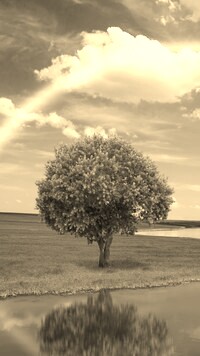 Szary + Sepia