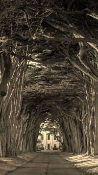 Szary + Sepia