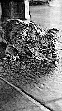 Skamielina