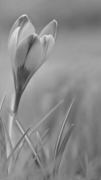 Szary