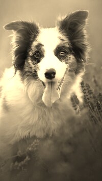 Szary + Sepia