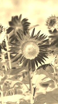 Sepia + Negatyw
