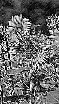 Skamielina