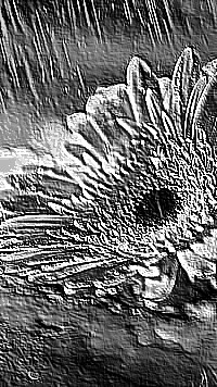 Skamielina
